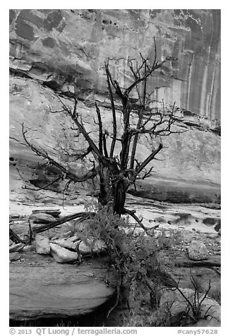 Juniper against canyon walls, Maze District. Canyonlands National Park, Utah, USA.