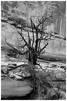 Juniper against canyon walls, Maze District. Canyonlands National Park, Utah, USA. (black and white)