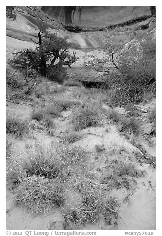 Wildflowers, trees, and canyon walls. Canyonlands National Park, Utah, USA.