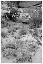 Wildflowers, trees, and canyon walls. Canyonlands National Park ( black and white)