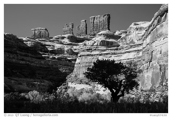 Trees below the Chocolate Drops, Maze District. Canyonlands National Park, Utah, USA.