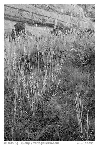 Paintbrush and tall grasses in canyon. Canyonlands National Park (black and white)