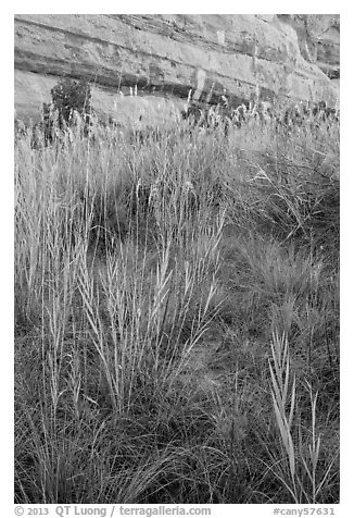 Paintbrush and tall grasses in canyon. Canyonlands National Park, Utah, USA.