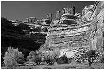 Cottonwoods, canyon walls, and Chocolate Drops. Canyonlands National Park, Utah, USA. (black and white)