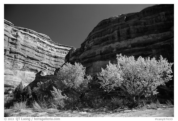 Cottonwoods is various fall foliage stages in Maze canyon. Canyonlands National Park, Utah, USA.