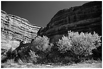 Cottonwoods is various fall foliage stages in Maze canyon. Canyonlands National Park, Utah, USA. (black and white)