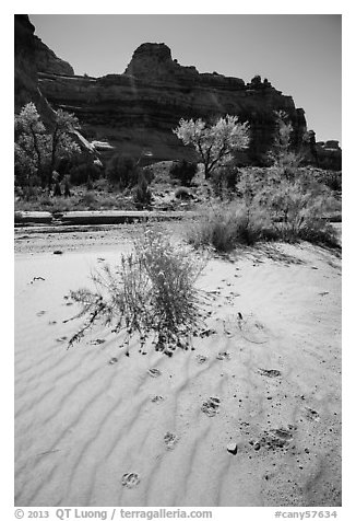 Sand ripples and animal tracks, Maze District. Canyonlands National Park, Utah, USA.