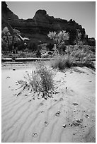 Sand ripples and animal tracks, Maze District. Canyonlands National Park, Utah, USA. (black and white)