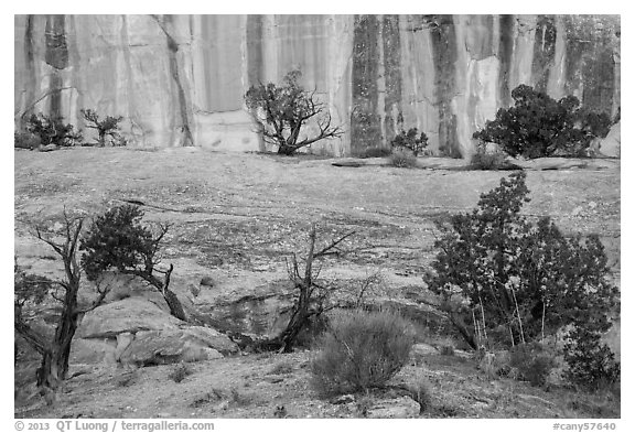 Junipers and rock walls, the Maze. Canyonlands National Park, Utah, USA.