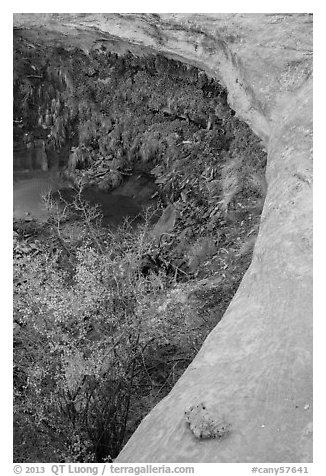 Alcove with pool and hanging vegetation, Maze District. Canyonlands National Park, Utah, USA.