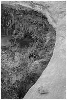 Alcove with pool and hanging vegetation, Maze District. Canyonlands National Park, Utah, USA. (black and white)