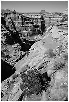 Maze canyons and Eckert Butte. Canyonlands National Park, Utah, USA. (black and white)