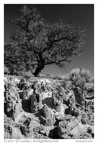Concretions and tree, Orange Cliffs Unit, Glen Canyon National Recreation Area, Utah. USA (black and white)