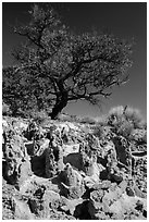 Concretions and tree, Orange Cliffs Unit, Glen Canyon National Recreation Area, Utah. USA ( black and white)