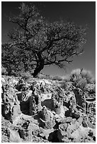 Concretions and tree, Orange Cliffs Unit, Glen Canyon National Recreation Area, Utah. USA (black and white)