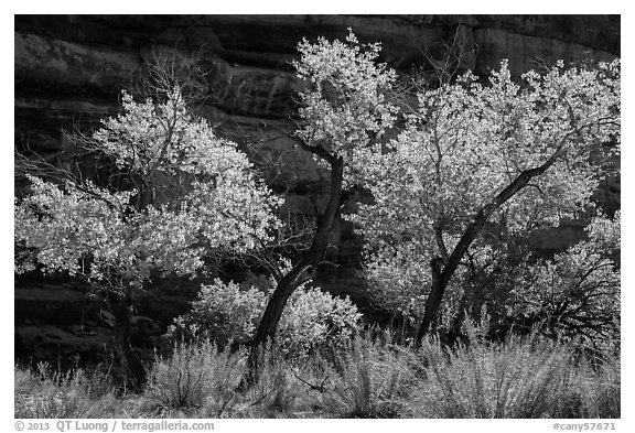 Cottonwood trees in autumn color in the Maze. Canyonlands National Park, Utah, USA.