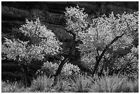 Cottonwood trees in autumn color in the Maze. Canyonlands National Park, Utah, USA. (black and white)