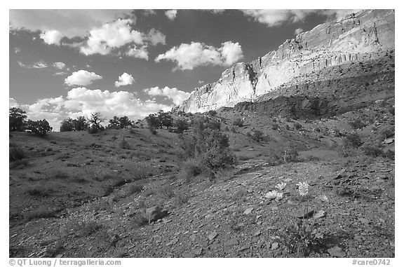 Wildflowers Waterpocket Fold, and clouds. Capitol Reef National Park (black and white)