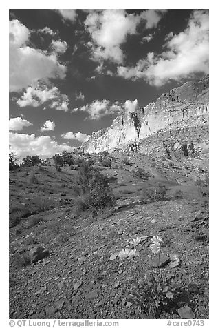 Wildflowers and Waterpocket Fold cliffs, afternoon. Capitol Reef National Park, Utah, USA.