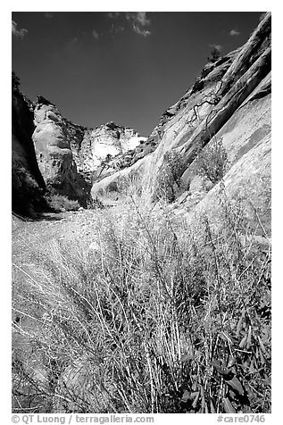 Wildflower in Capitol Gorge wash. Capitol Reef National Park (black and white)