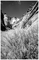Wildflower in Capitol Gorge wash. Capitol Reef National Park, Utah, USA. (black and white)