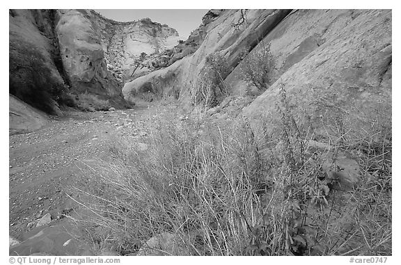 Wildflower in Wash in Capitol Gorge. Capitol Reef National Park (black and white)