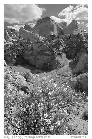 Wildflowers above Capitol Gorge. Capitol Reef National Park (black and white)