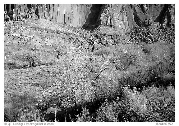 Sandstone cliffs and desert cottonwoods in winter. Capitol Reef National Park, Utah, USA.