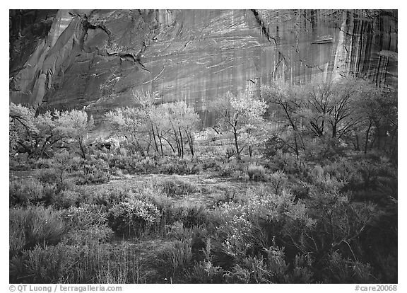 Sagebrush, trees, and cliffs with desert varnish at dusk. Capitol Reef National Park, Utah, USA.