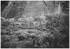 Sagebrush, trees, and cliffs with desert varnish at dusk. Capitol Reef National Park ( black and white)