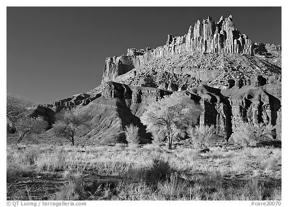 Cottonwods in fall colors at the base of the Castle. Capitol Reef National Park, Utah, USA.