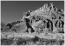 Cottonwods in fall colors at the base of the Castle. Capitol Reef National Park ( black and white)