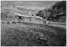 Castle Meadow and Castle, late autum morning. Capitol Reef National Park, Utah, USA. (black and white)