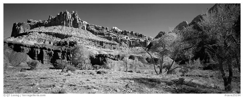 Cottonwoods in spring and Castle rock formation. Capitol Reef National Park (black and white)