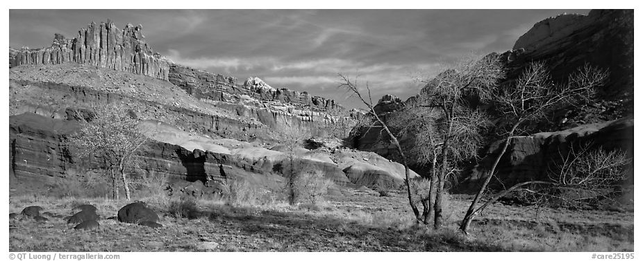 Cottonwoods in fall and Castle rock formation. Capitol Reef National Park (black and white)