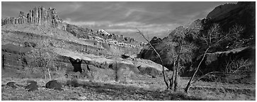 Cottonwoods in fall and Castle rock formation. Capitol Reef National Park (Panoramic black and white)