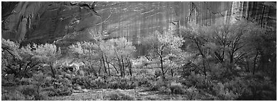 Sagebrush, trees and cliffs with desert varnish. Capitol Reef National Park (Panoramic black and white)