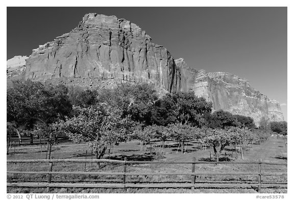 Fruita orchard and cliffs in summer. Capitol Reef National Park (black and white)