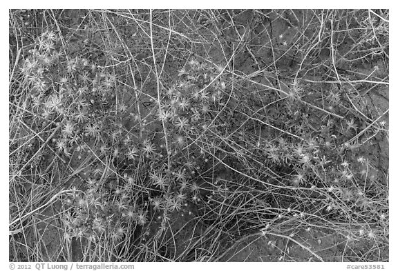 Desert flowers growing on sandy soil. Capitol Reef National Park (black and white)