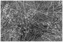 Desert flowers growing on sandy soil. Capitol Reef National Park, Utah, USA. (black and white)