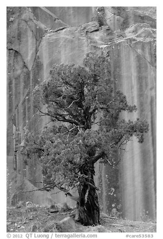 Tree and rock wall, Grand Wash. Capitol Reef National Park, Utah, USA.