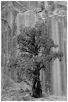 Tree and rock wall, Grand Wash. Capitol Reef National Park, Utah, USA. (black and white)