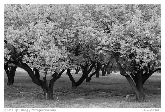 Fruit trees in Mulford Orchard. Capitol Reef National Park, Utah, USA.