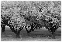 Fruit trees in Mulford Orchard. Capitol Reef National Park, Utah, USA. (black and white)