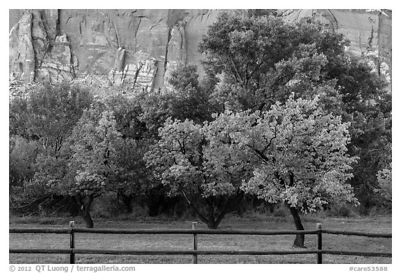 Fruit trees in historic orchard and red cliffs. Capitol Reef National Park, Utah, USA.