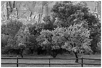 Fruit trees in historic orchard and red cliffs. Capitol Reef National Park, Utah, USA. (black and white)