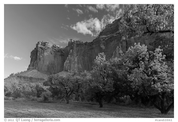 Historic orchard and cliffs, late summer. Capitol Reef National Park (black and white)