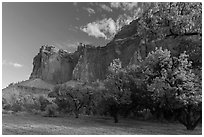 Historic orchard and cliffs, late summer. Capitol Reef National Park, Utah, USA. (black and white)