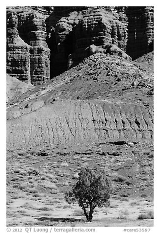 Tree and cliff near Panorama Point. Capitol Reef National Park (black and white)