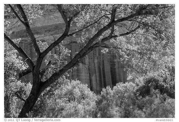 Cottonwood and red cliffs in late summer. Capitol Reef National Park (black and white)
